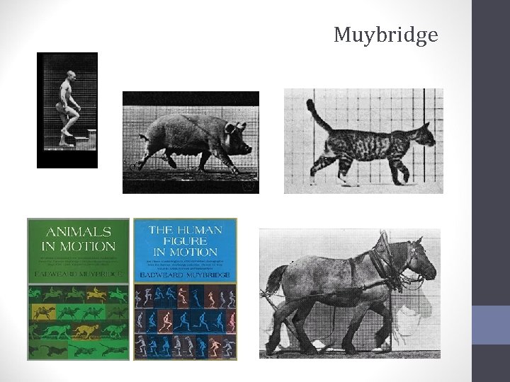 Muybridge 