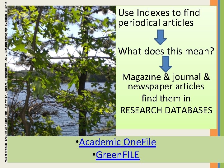 Trees at Walden Pond, Walden Pond State Reservation, Concord, Massachusetts. 2012. Personal photograph by