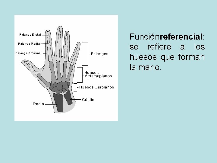 Función referencial: se refiere a los huesos que forman la mano. 