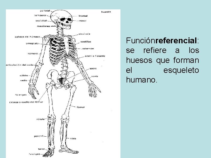 Función referencial: se refiere a los huesos que forman el esqueleto humano. 
