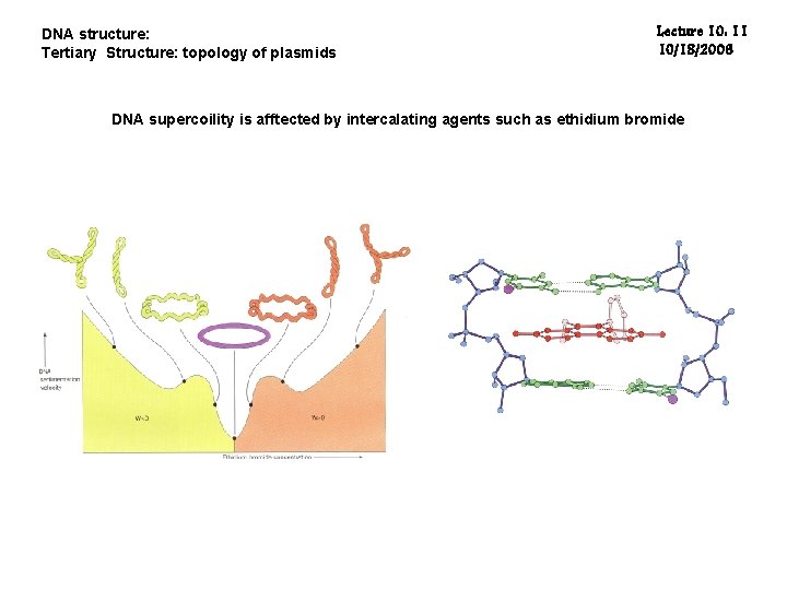 DNA structure: Tertiary Structure: topology of plasmids Lecture 10: 11 10/18/2006 DNA supercoility is