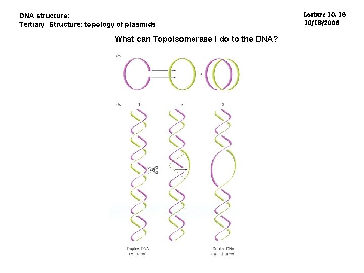 DNA structure: Tertiary Structure: topology of plasmids What can Topoisomerase I do to the