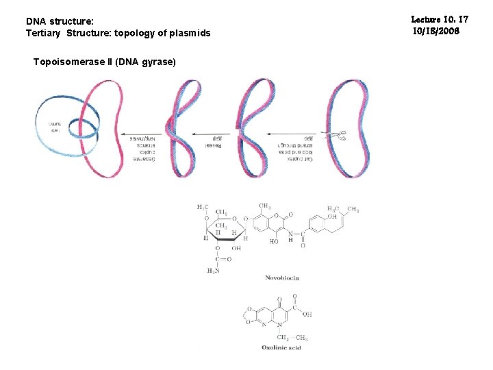 DNA structure: Tertiary Structure: topology of plasmids Topoisomerase II (DNA gyrase) Lecture 10: 17