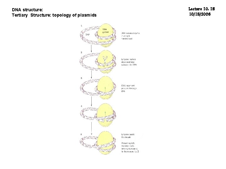 DNA structure: Tertiary Structure: topology of plasmids Lecture 10: 18 10/18/2006 