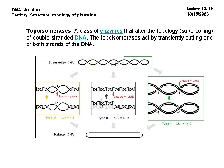 DNA structure: Tertiary Structure: topology of plasmids Lecture 10: 19 10/18/2006 Topoisomerases: A class