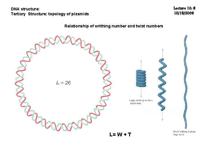 Lecture 10: 8 10/18/2006 DNA structure: Tertiary Structure: topology of plasmids Relationship of writhing