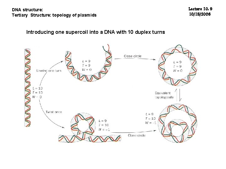 DNA structure: Tertiary Structure: topology of plasmids Introducing one supercoil into a DNA with
