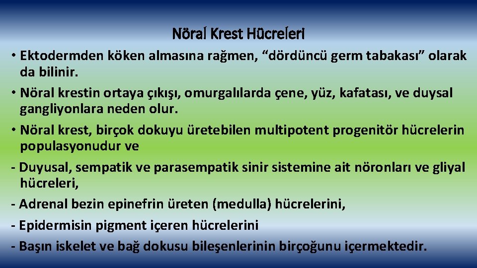 Nöral Krest Hücreleri • Ektodermden köken almasına rağmen, “dördüncü germ tabakası” olarak da bilinir.