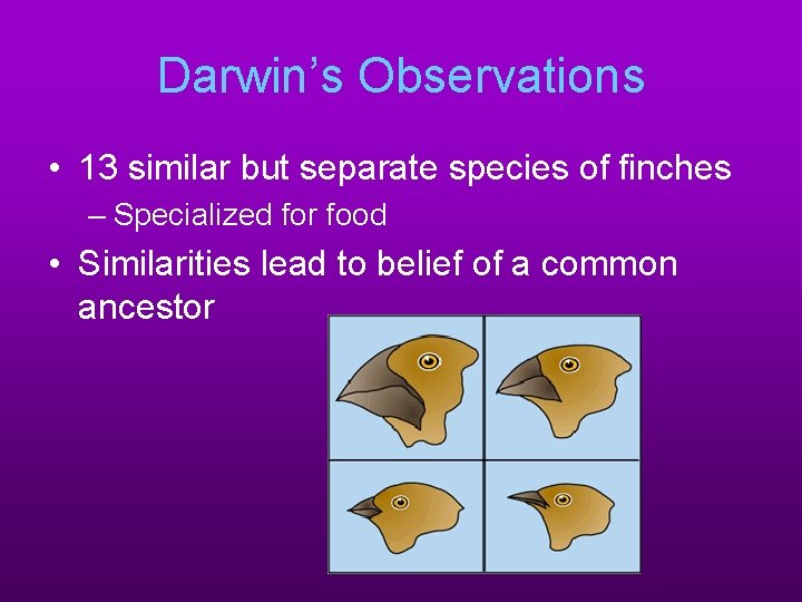 Darwin’s Observations • 13 similar but separate species of finches – Specialized for food