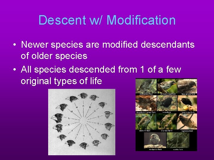 Descent w/ Modification • Newer species are modified descendants of older species • All