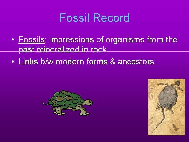 Fossil Record • Fossils: impressions of organisms from the past mineralized in rock •