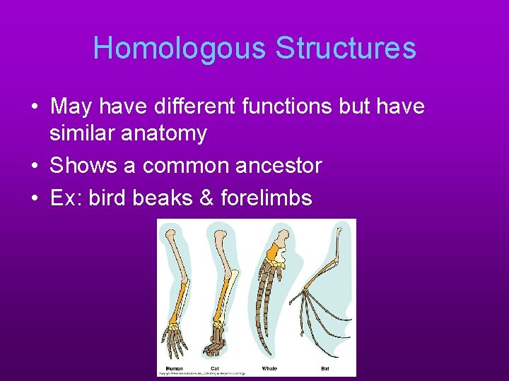 Homologous Structures • May have different functions but have similar anatomy • Shows a