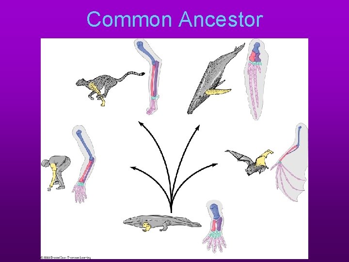 Common Ancestor 