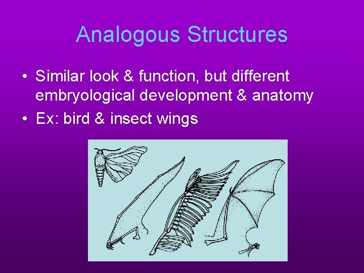 Analogous Structures • Similar look & function, but different embryological development & anatomy •