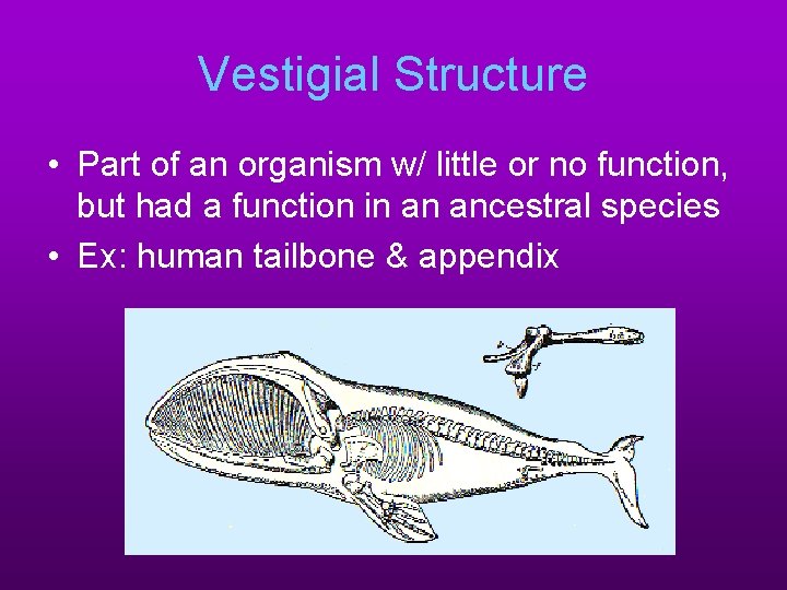 Vestigial Structure • Part of an organism w/ little or no function, but had