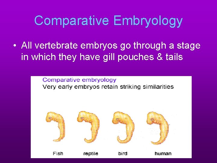 Comparative Embryology • All vertebrate embryos go through a stage in which they have