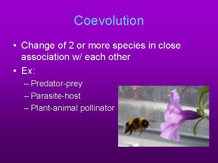 Coevolution • Change of 2 or more species in close association w/ each other