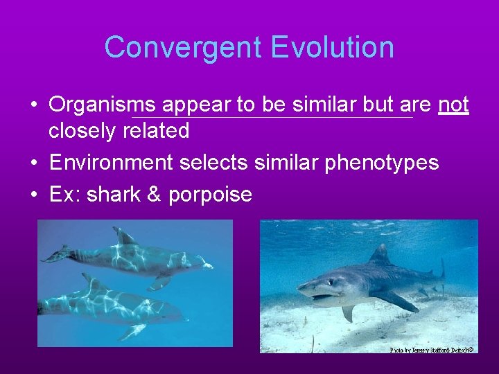 Convergent Evolution • Organisms appear to be similar but are not closely related •