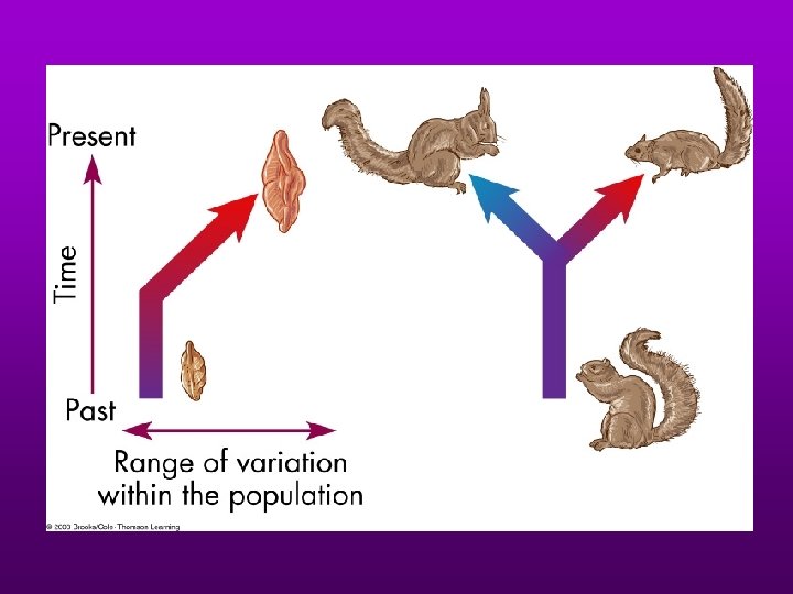 Divergent evolution of Grand Canyon squirrels 