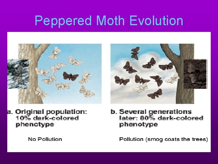 Peppered Moth Evolution 