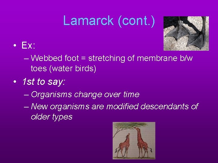 Lamarck (cont. ) • Ex: – Webbed foot = stretching of membrane b/w toes