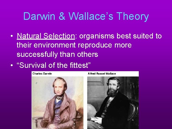 Darwin & Wallace’s Theory • Natural Selection: organisms best suited to their environment reproduce