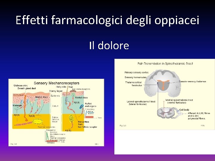 Effetti farmacologici degli oppiacei Il dolore 