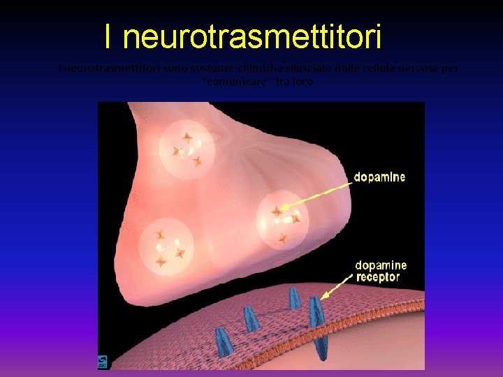 I neurotrasmettitori sono sostanze chimiche rilasciate dalle cellule nervose per “comunicare” tra loro 