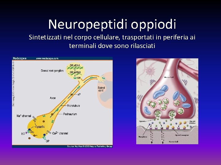 Neuropeptidi oppiodi Sintetizzati nel corpo cellulare, trasportati in periferia ai terminali dove sono rilasciati