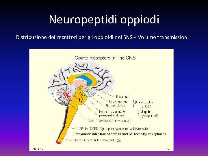 Neuropeptidi oppiodi Distribuzione dei recettori per gli oppioidi nel SNS – Volume transmission 