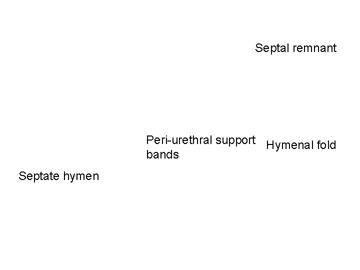 Septal remnant Peri-urethral support Hymenal fold bands Septate hymen 