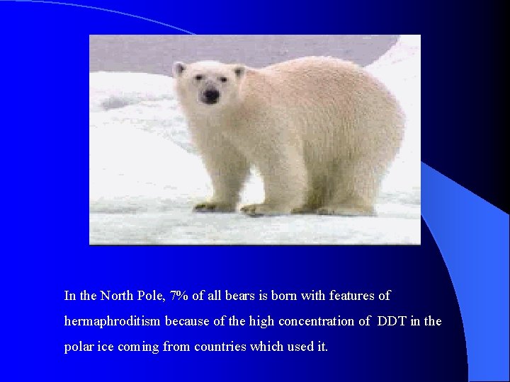 In the North Pole, 7% of all bears is born with features of hermaphroditism