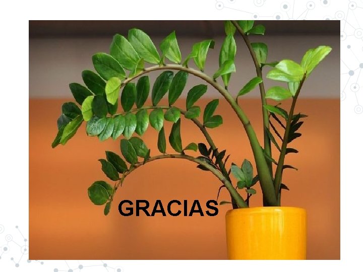 GRACIAS 