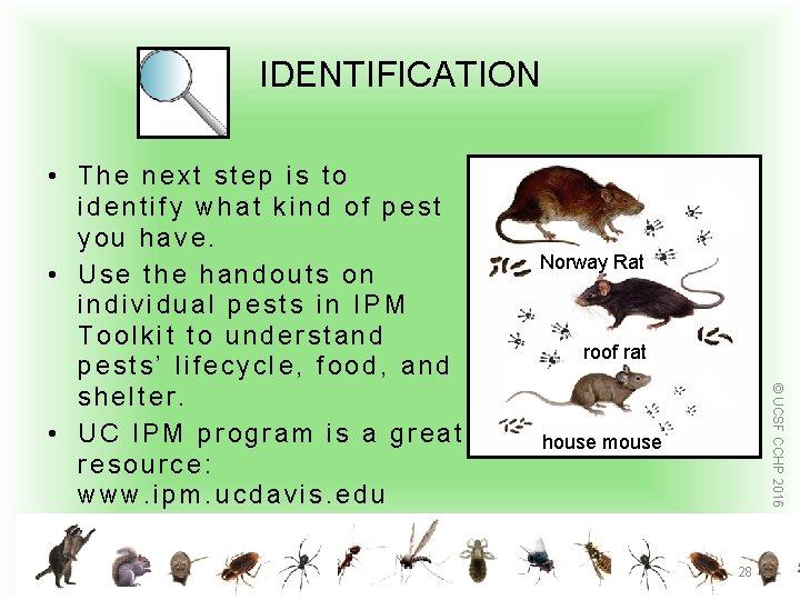 IDENTIFICATION Norway Rat roof rat © UCSF CCHP 2016 • The next step is
