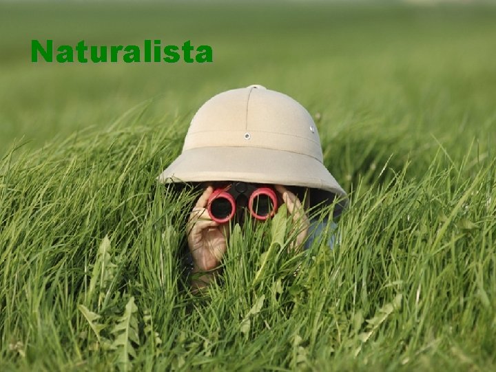 Naturalista 