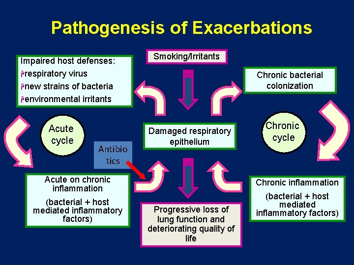 Pathogenesis of Exacerbations Impaired host defenses: Hrespiratory virus Hnew strains of bacteria Henvironmental irritants Pathogenesis of Exacerbations Impaired host defenses: Hrespiratory virus Hnew strains of bacteria Henvironmental irritants