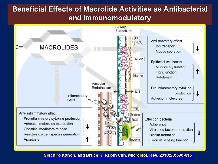 Beneficial Effects of Macrolide Activities as Antibacterial and Immunomodulatory Soichiro Kanoh, and Bruce K. Beneficial Effects of Macrolide Activities as Antibacterial and Immunomodulatory Soichiro Kanoh, and Bruce K.