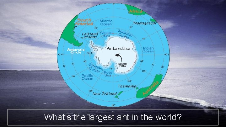 What’s the largest ant in the world? 