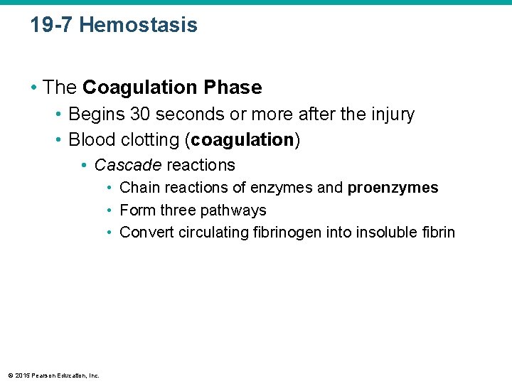 19 -7 Hemostasis • The Coagulation Phase • Begins 30 seconds or more after