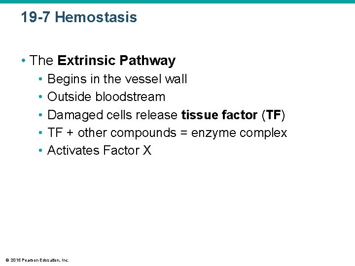 19 -7 Hemostasis • The Extrinsic Pathway • • • Begins in the vessel