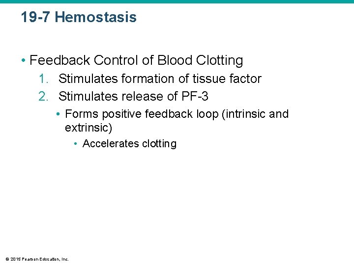 19 -7 Hemostasis • Feedback Control of Blood Clotting 1. Stimulates formation of tissue