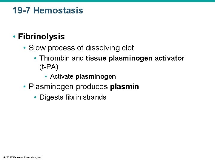 19 -7 Hemostasis • Fibrinolysis • Slow process of dissolving clot • Thrombin and