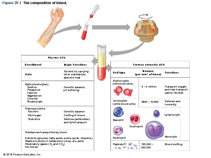 Figure 29 -1 The composition of blood. Plasma 55% Constituent Major Functions Water Solvent