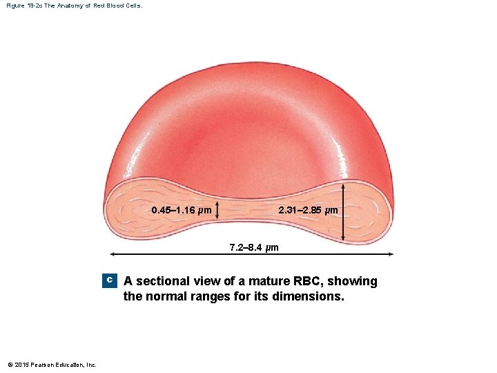 Figure 19 -2 c The Anatomy of Red Blood Cells. 0. 45– 1. 16