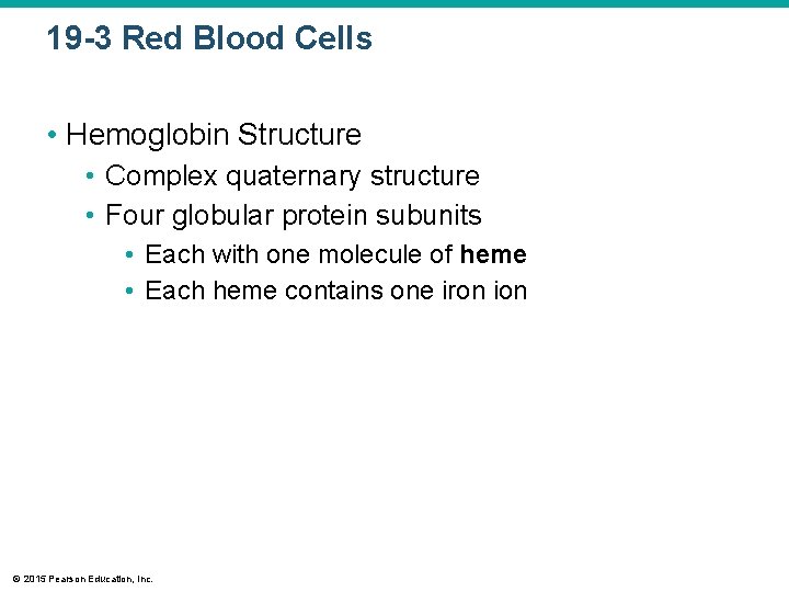 19 -3 Red Blood Cells • Hemoglobin Structure • Complex quaternary structure • Four