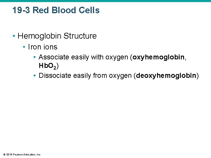 19 -3 Red Blood Cells • Hemoglobin Structure • Iron ions • Associate easily