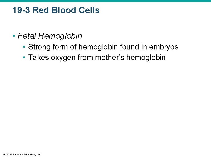 19 -3 Red Blood Cells • Fetal Hemoglobin • Strong form of hemoglobin found