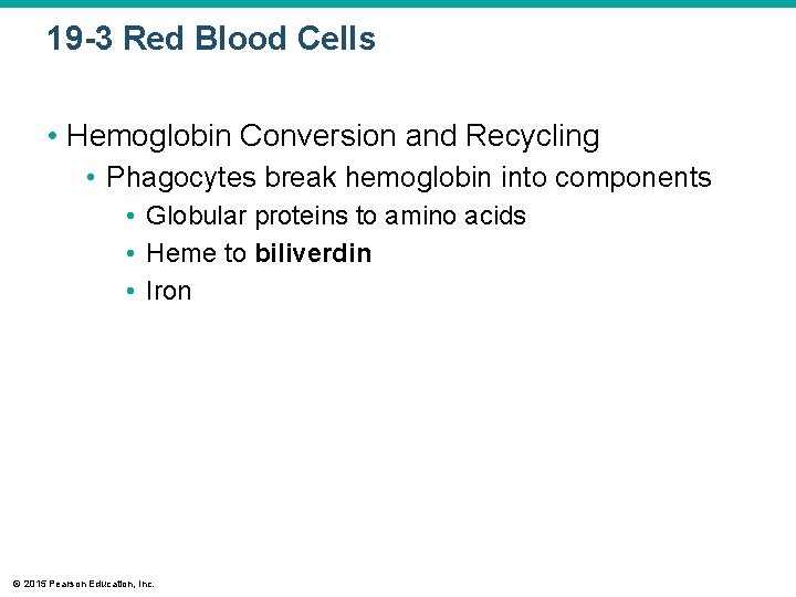 19 -3 Red Blood Cells • Hemoglobin Conversion and Recycling • Phagocytes break hemoglobin