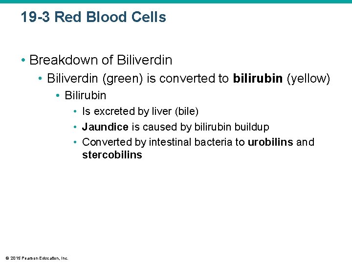 19 -3 Red Blood Cells • Breakdown of Biliverdin • Biliverdin (green) is converted