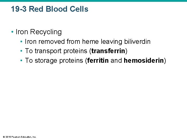 19 -3 Red Blood Cells • Iron Recycling • Iron removed from heme leaving